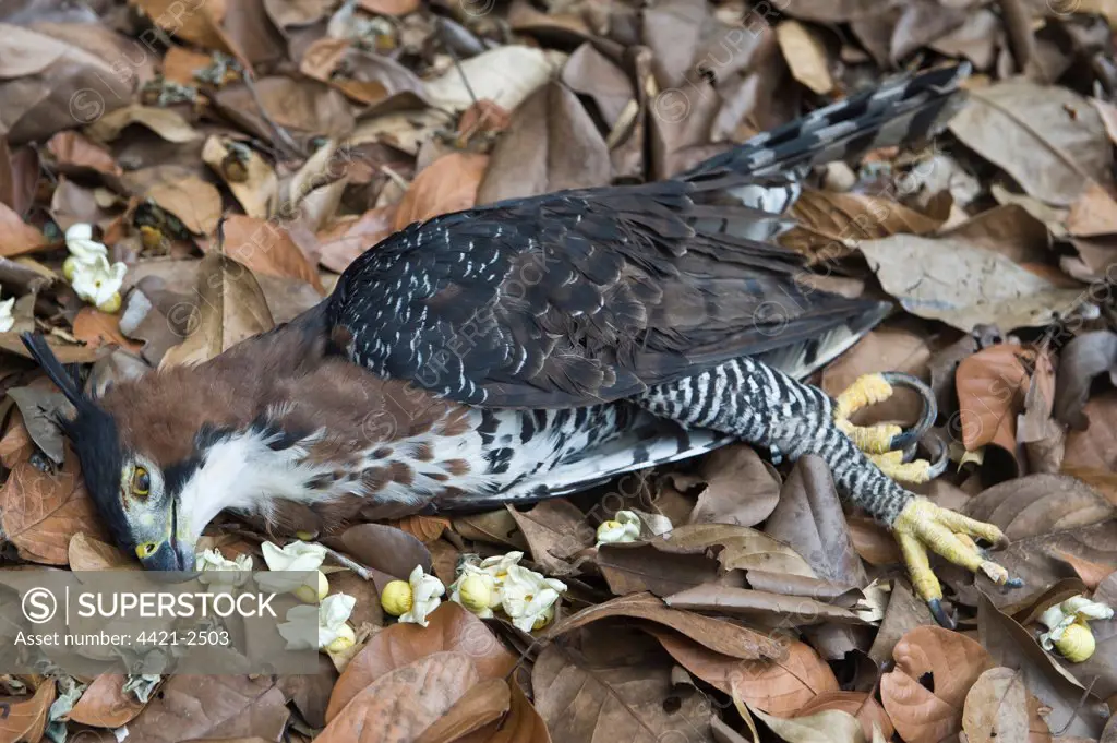 Ornate Hawk-eagle (Spizaetus ornatus) adult, dead, road casualty on forest floor, Iwokrama Rainforest, Guiana Shield, Guyana, october