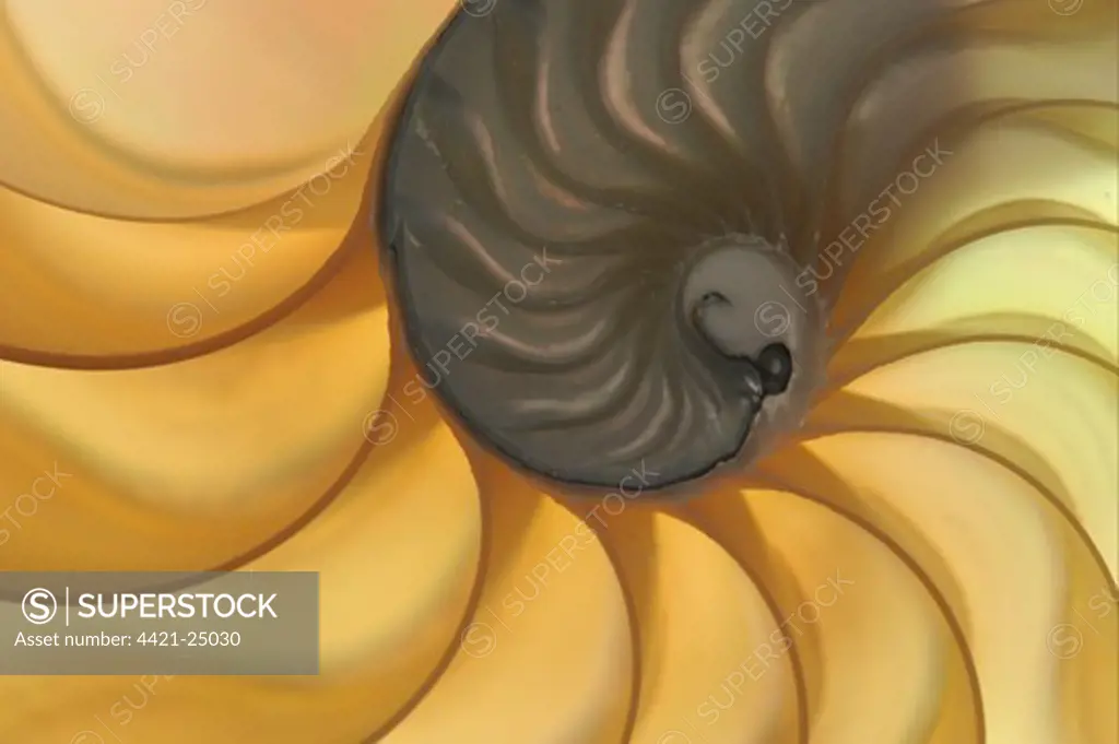 Chambered Nautilus (Nautilus pompilius) cross section of shell showing chambers