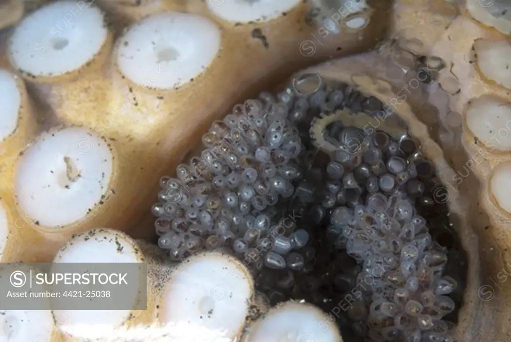 Veined Octopus (Amphioctopus marginatus) adult female, guarding eggs in glass jar, Lembeh Island, Sulawesi, Indonesia