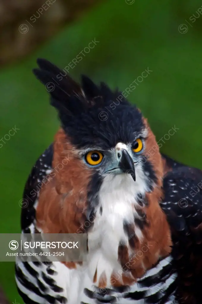 Ornate Hawk-eagle (Spizaetus ornatus) adult, close-up of head (captive)
