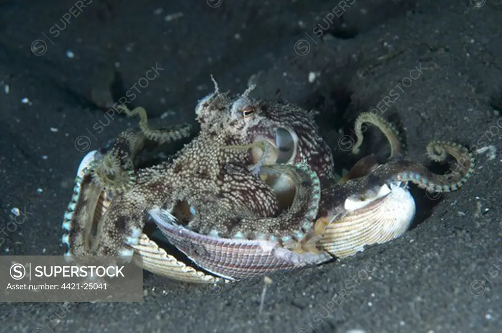 Veined Octopus (Amphioctopus marginatus) adult, resting on shell, Lembeh Straits, Sulawesi, Sunda Islands, Indonesia