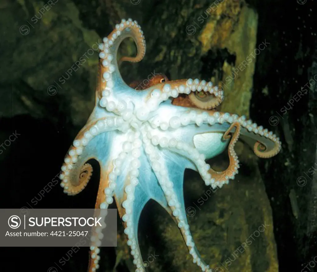 Lesser Octopus (Eledone cirrhosa) Clinging to aquarium glass, showing