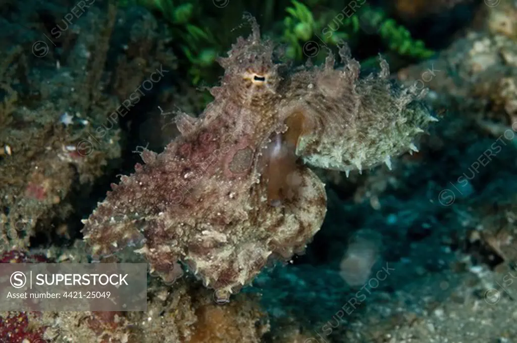 Algae Octopus (Abdopus aculeatus) adult, Ambon Island, Maluku Islands, Banda Sea, Indonesia