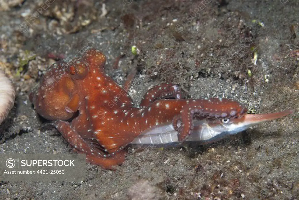 Starry Night Octopus (Callistoctopus luteus) adult, with Rigid Shrimpfish (Centriscus scutatus) prey, Lembeh Straits, Sulawesi, Sunda Islands, Indonesia