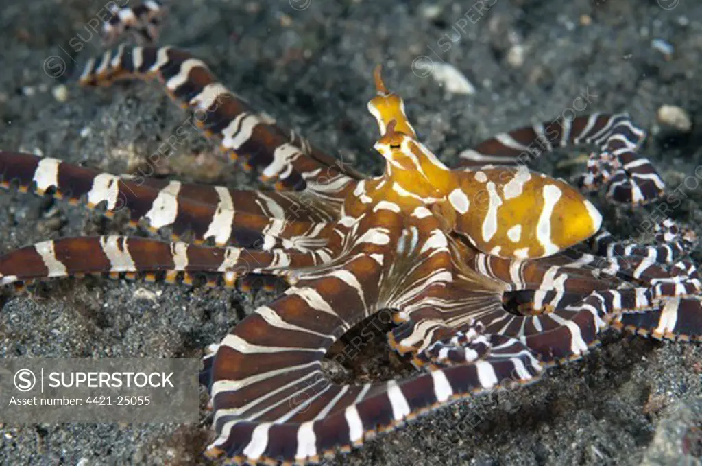 Wonderpus Octopus (Wunderpus photogenicus) adult, hunting with extended skirt, Lembeh Straits, Sulawesi, Sunda Islands, Indonesia