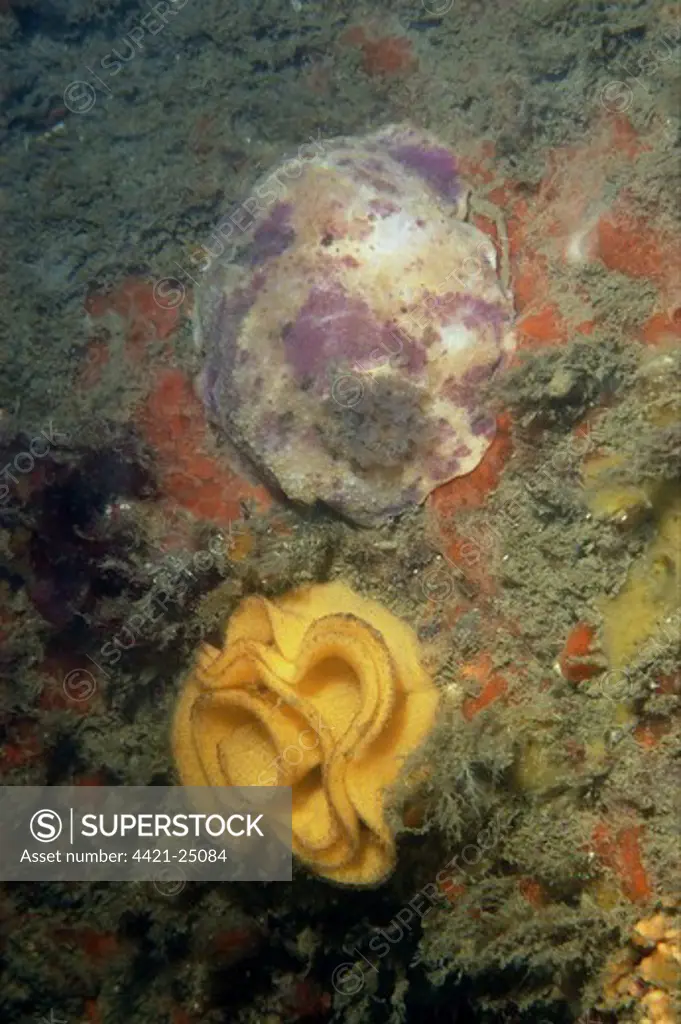 Sea-lemon (Archidoris pseudoargus) adult, with eggs, Swanage Pier, Dorset, England, june