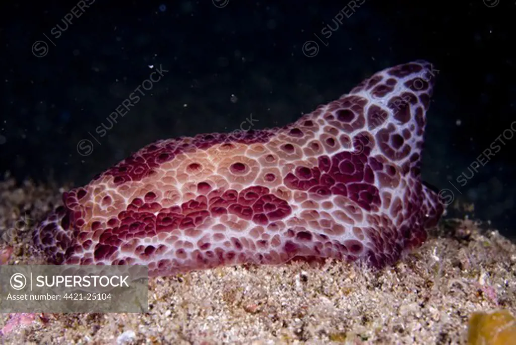 Sidegill Seaslug (Pleurobranchus peroni) adult, on sand, Lembeh Island, Sulawesi, Indonesia