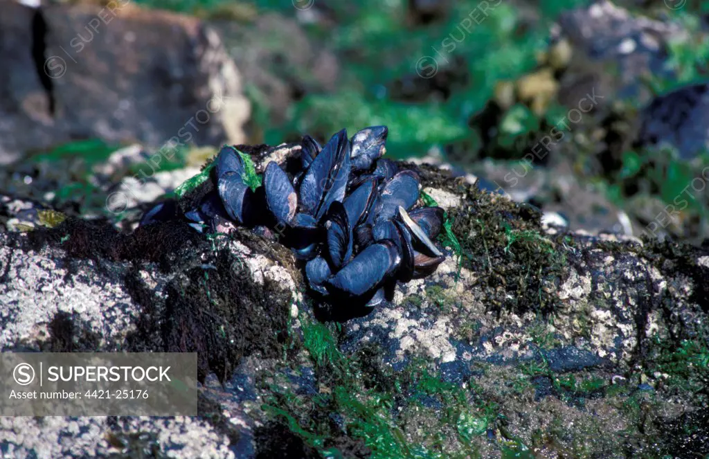 Blue Mussel (Mytilus edulis chilensis) Falkland Islands