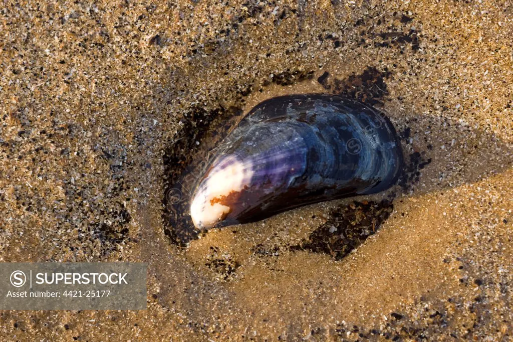 Common Mussel (Mytilus edulis) shell on beach, Titchwell RSPB Reserve, Norfolk, England, december