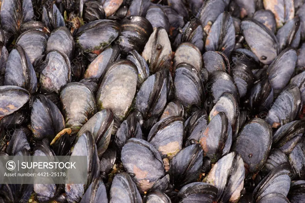 Common Mussel (Mytilus edulis) adults, group on rocky shore, Newquay, Cornwall, England, april