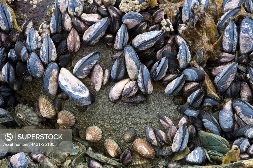 Common Mussel (Mytilus edulis) adults, group on rocky shore, Logo Roca, Tierra del Fuego N.P., Southern Patagonia, Tierra del Fuego, Argentina