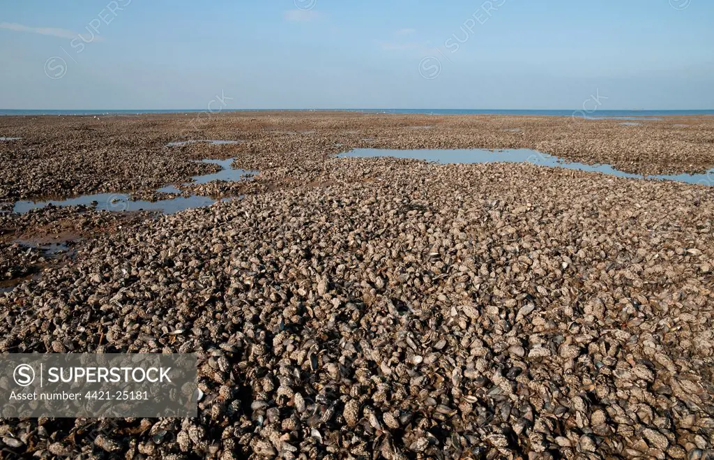 Common Mussel (Mytilus edulis) beds, exposed on beach at low tide, Hunstanton, Norfolk, England, october
