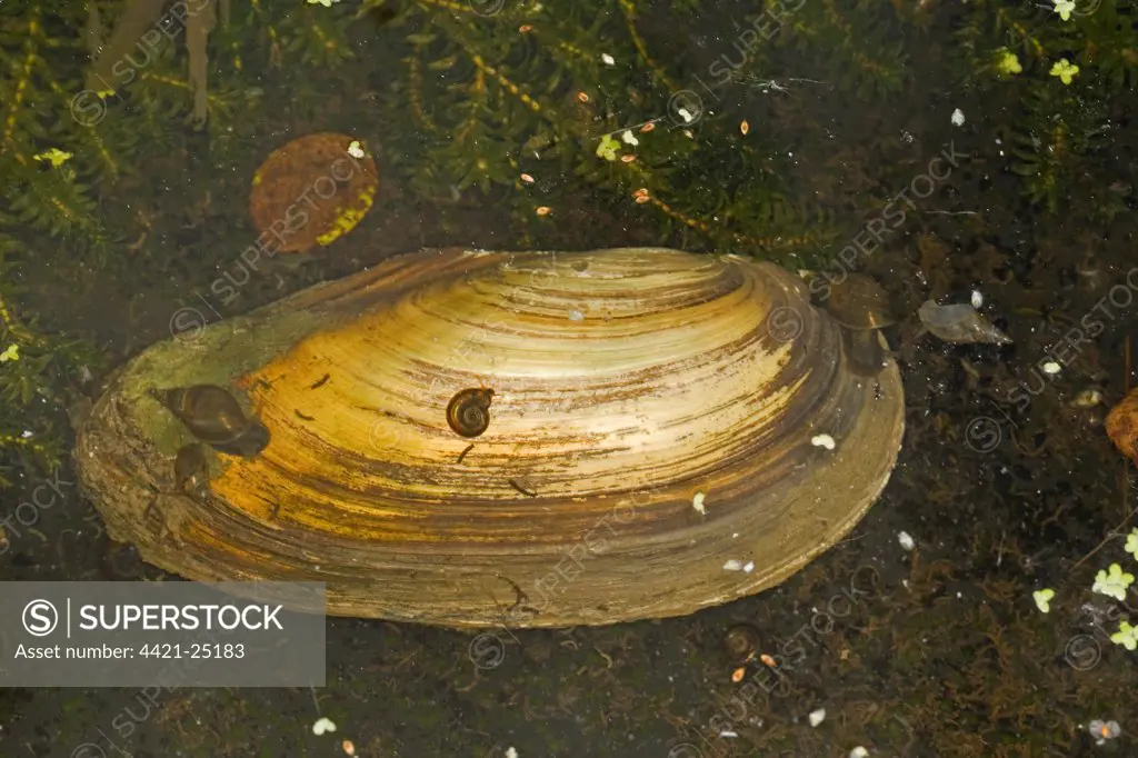 Swan Mussel (Anodonta cygnea) adult, in water with snails, Norfolk, England