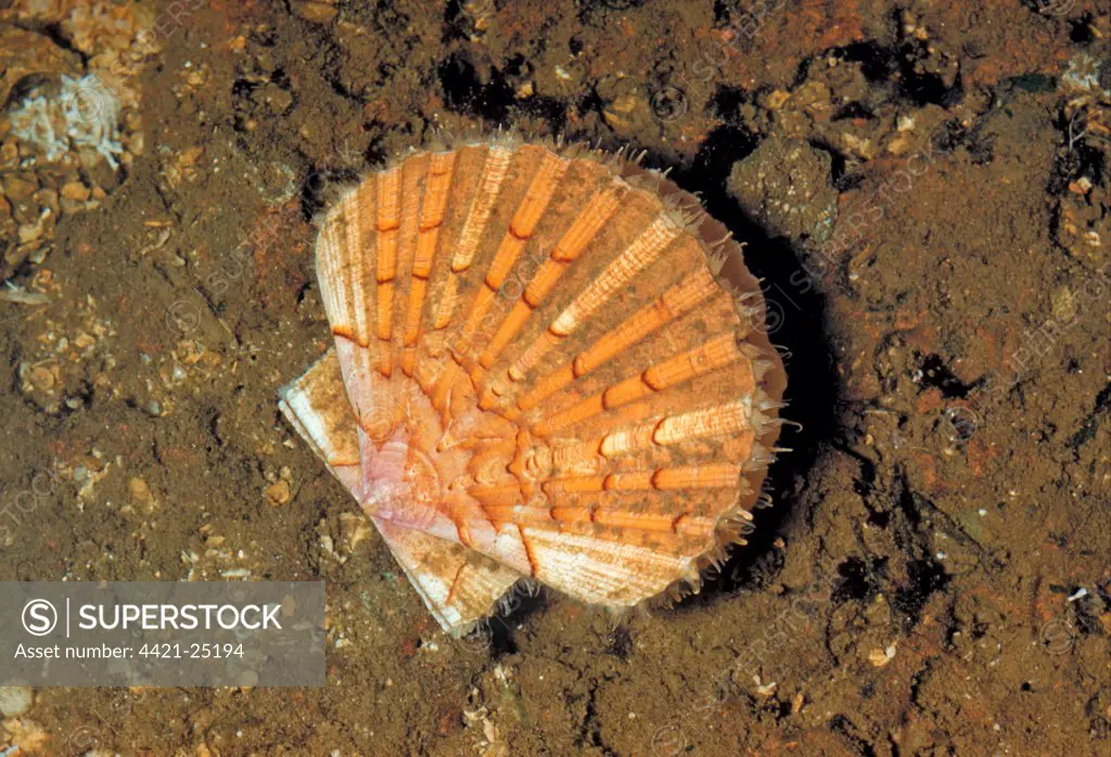 Great Scallop (Pecten maximus) adult, on seabed, England