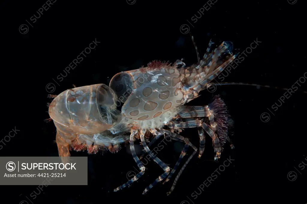 Marbled Shrimp (Saron sp.) discarded carapace after moulting, at night, Fiabacet Island, Raja Ampat Islands (Four Kings), West Papua, New Guinea, Indonesia