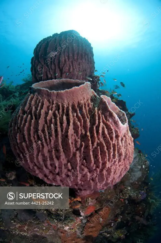 Red Barrel Sponge (Xestospongia testudinaria) on shipwreck, Liberty Wreck, Tulamben, Bali, Lesser Sunda Islands, Indonesia