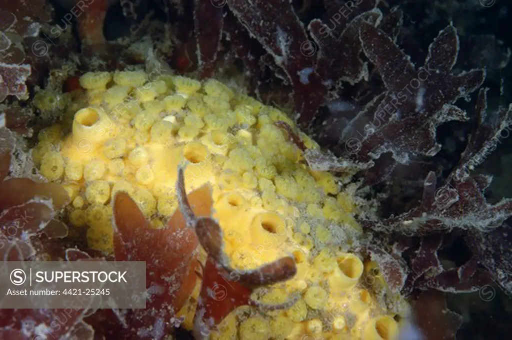 Boring Sponge (Cliona celata) adult colony, underwater on reef, Poole Bay, Dorset, England, june