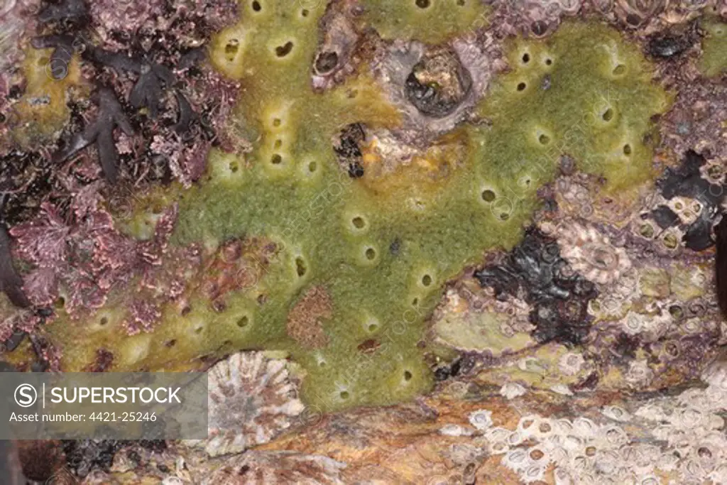 Breadcrumb Sponge (Halichondria panicea) on rocky seashore, Cornwall, England, october