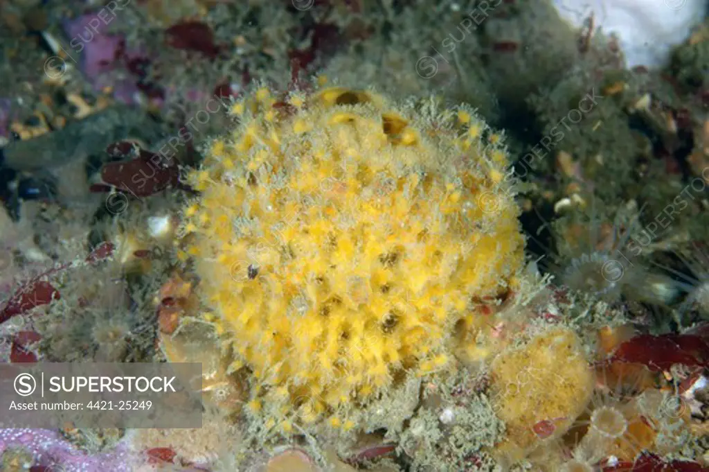 Golf Ball Sponge (Tethya citrina) underwater, Durlston, Dorset, England, june