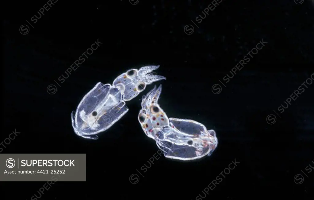 Dwarf Squid (Alloteuthis subulata) Young just hatched, x 3