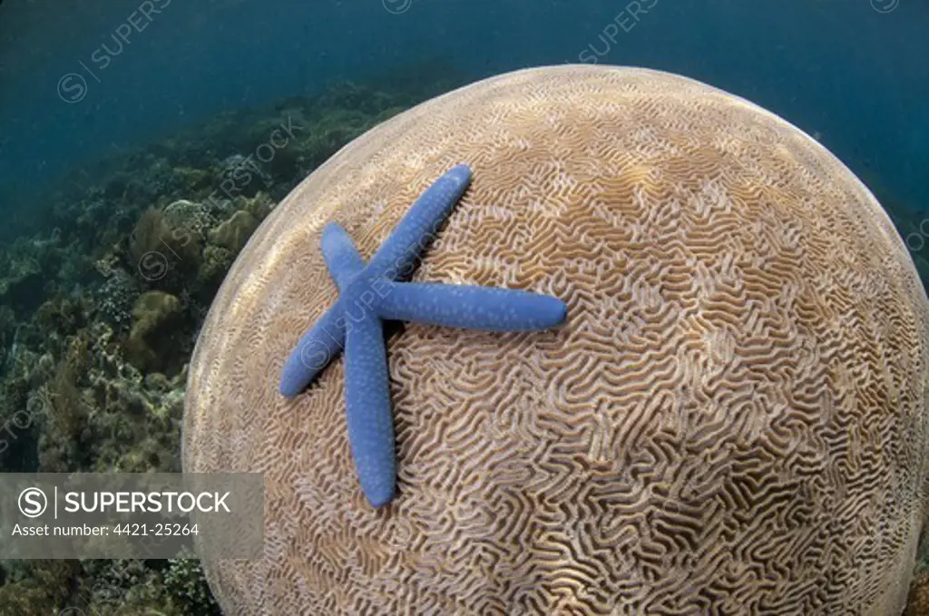 Blue Starfish (Linckia laevigata) adult, on Brain Coral (Platygyra lamellina), Pantar Island, Alor Archipelago, Lesser Sunda Islands, Indonesia
