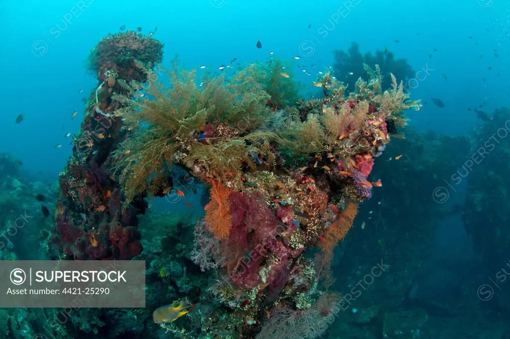 Fish swimming around coral encrusted shipwreck, Liberty Wreck, Tulamben, Bali, Lesser Sunda Islands, Indonesia