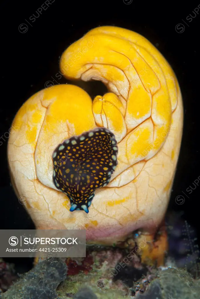 Linda's Flatworm (Pseudoceros lindae) adult, on sea-squirt at night, Wayilbatan Island, Raja Ampat Islands (Four Kings), West Papua, New Guinea, Indonesia