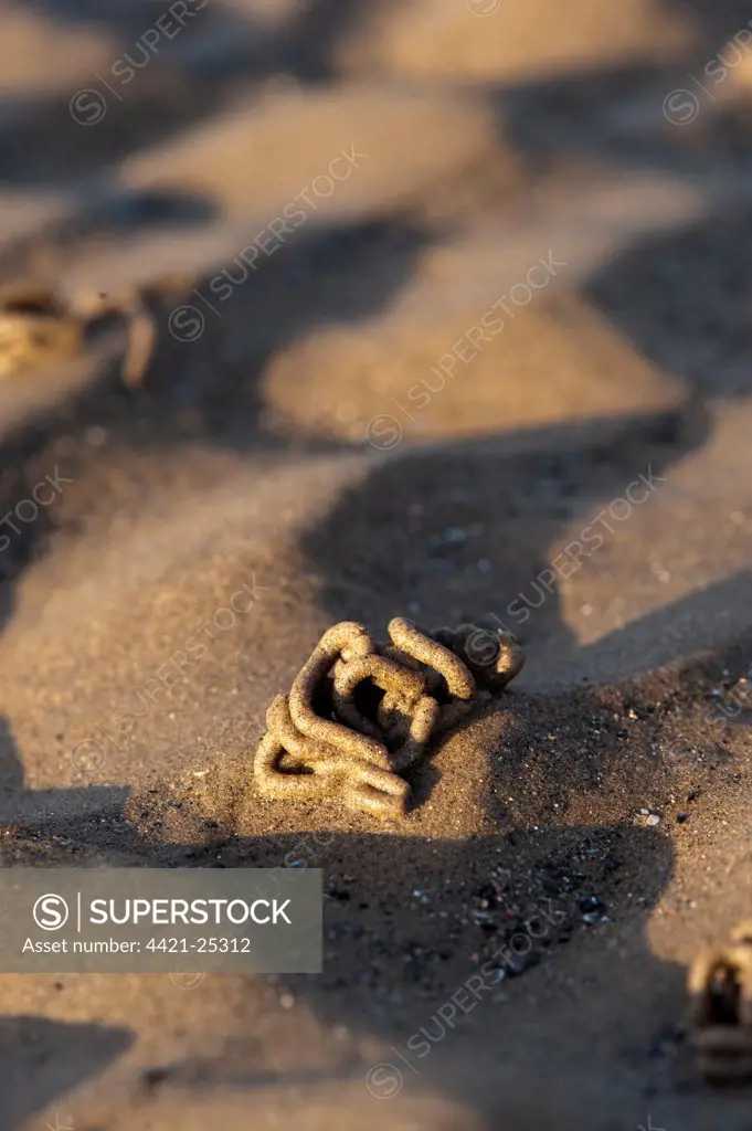 Lugworm (Arenicola marina) cast, on sandy beach at low tide, Cumbria, England