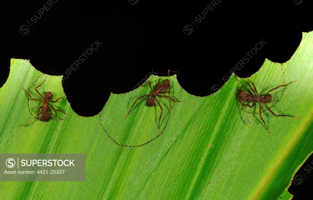 Leafcutter Ant (Atta sp.) three adults, cutting segments out of leaf, Yasuni N.P., Amazon, Ecuador