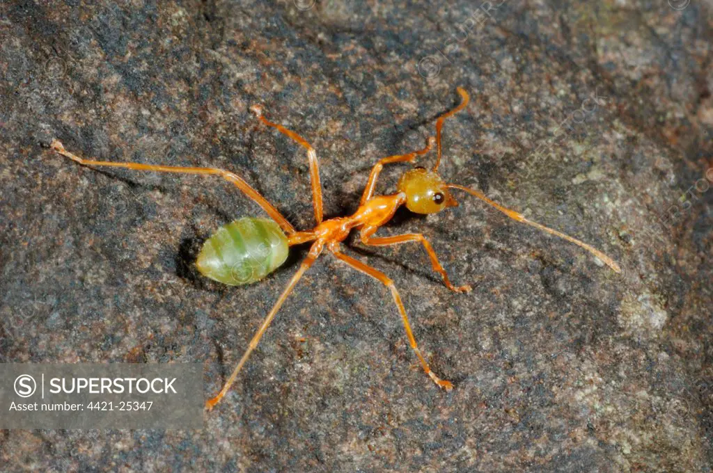 Green Weaver Ant (Oecophylla smaragdina) adult, Cape Hillsborough, Queensland, Australia, august