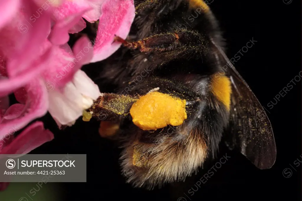 Bumblebee (Apidae sp.) adult, close-up of full pollen sac, hind legs used to comb pollen into pollen sacs  after visiting flowers, Leicestershire, England, april