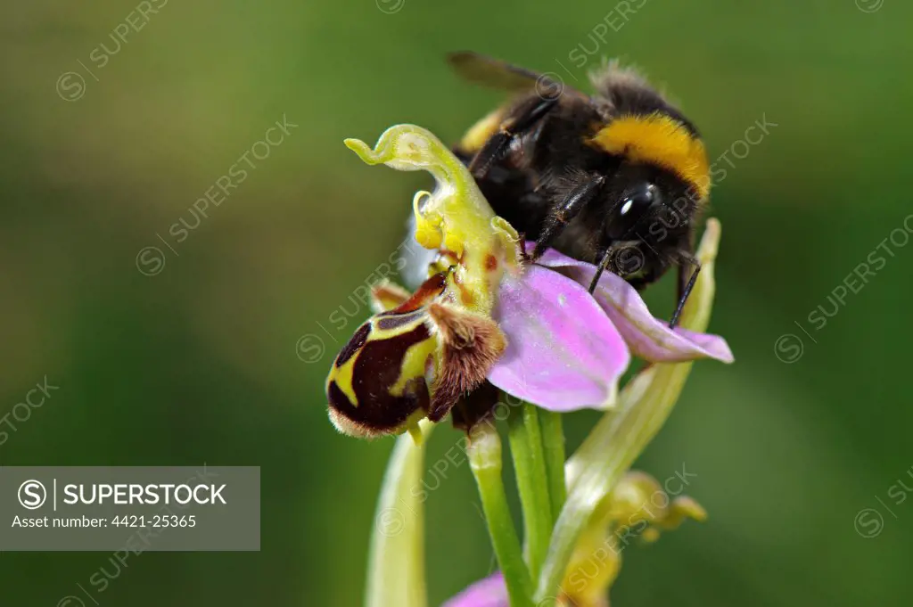 Bumblebee (Bombus sp.) adult male, attempting to mate with Bee Orchid (Ophrys sp.) flower, mistaking it for female of species, Italy, may