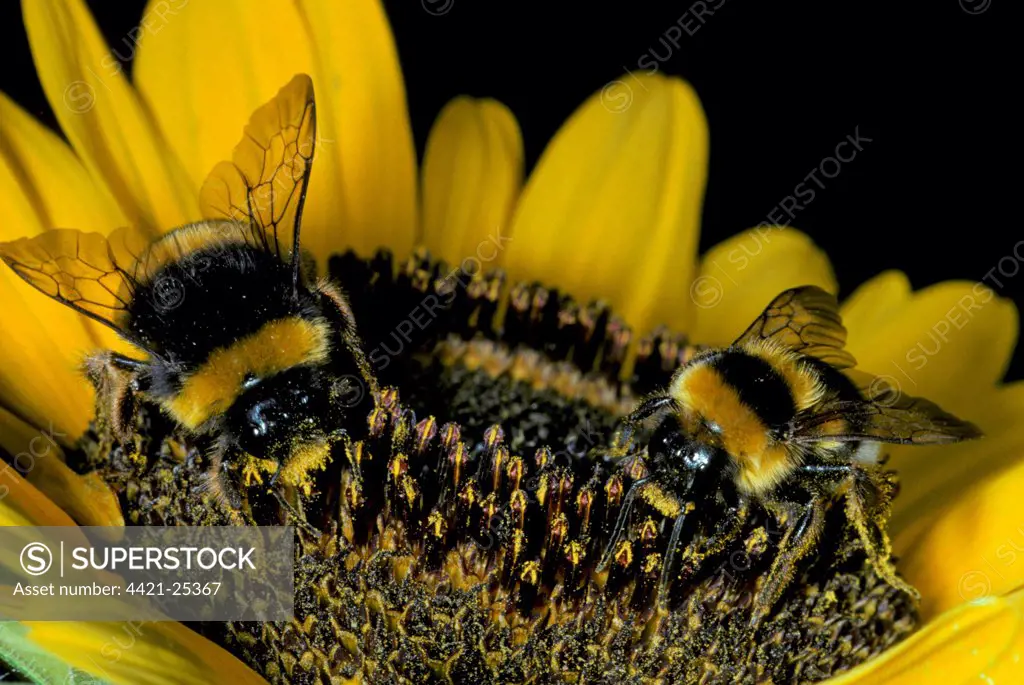 Buff-tailed Bumblebee (Bombus terrestris) and Garden Bumblebee (Bombus hortorum) two adults, feeding on sunflower, Spain