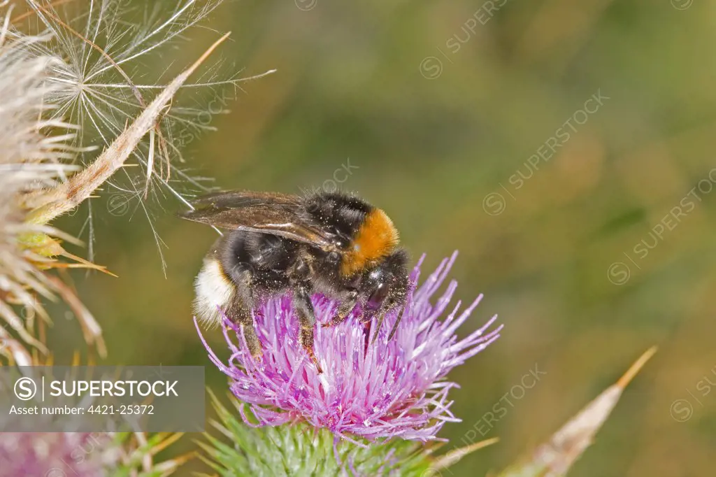 Vestal Cuckoo Bumblebee (Bombus vestalis) adult female, feeding on flower, Norfolk, England