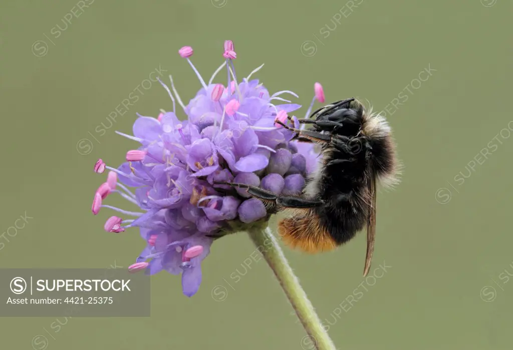 Large Red-tailed Bumblebee (Bombus lapidarius) adult, on Devil's Bit Scabious (Succisa pratensis) flowerhead, Leicestershire, England, august