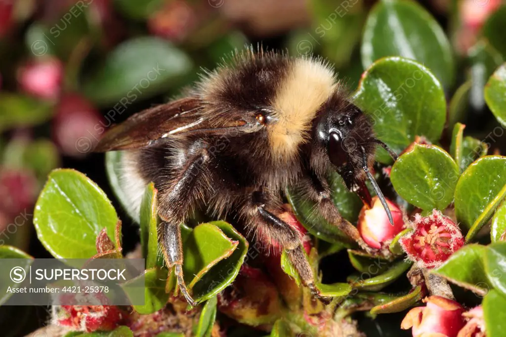 Gypsy Cuckoo Bumblebee (Bombus bohemicus) adult female, feeding on Wall Cotoneaster (Cotoneaster horizontalis) flowers in garden, Powys, Wales, may