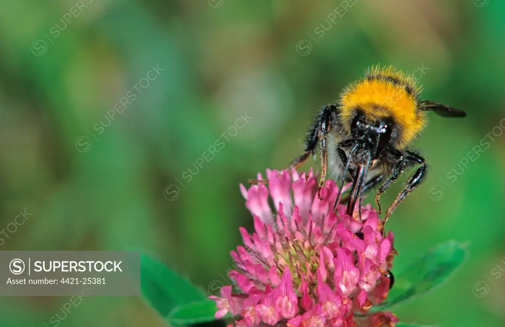 Large Garden Bumblebee (Bombus ruderatus) adult feeding on Red Clover in saltmarsh, Brancaster, Norfolk, England