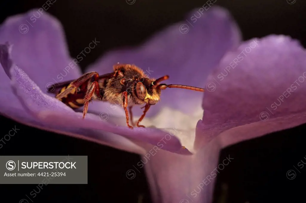Nomad Bee (Nomada lathburiana) adult female, resting on flower, Leicestershire, England, april