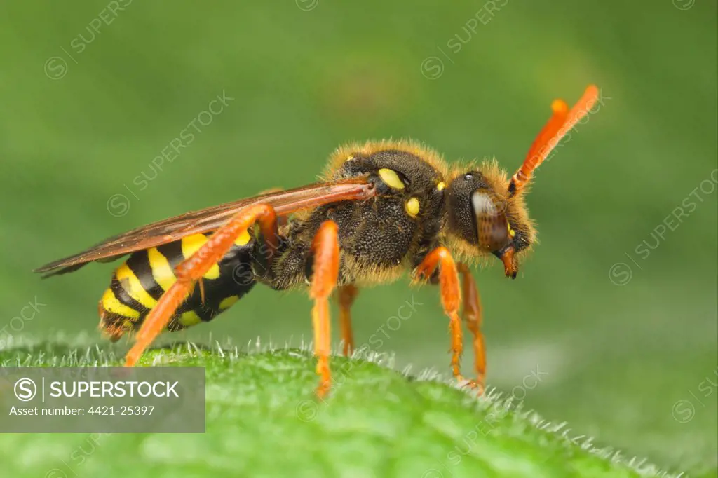 Nomad Bee (Nomada sp.) adult, resting on leaf, Leicestershire, England, may