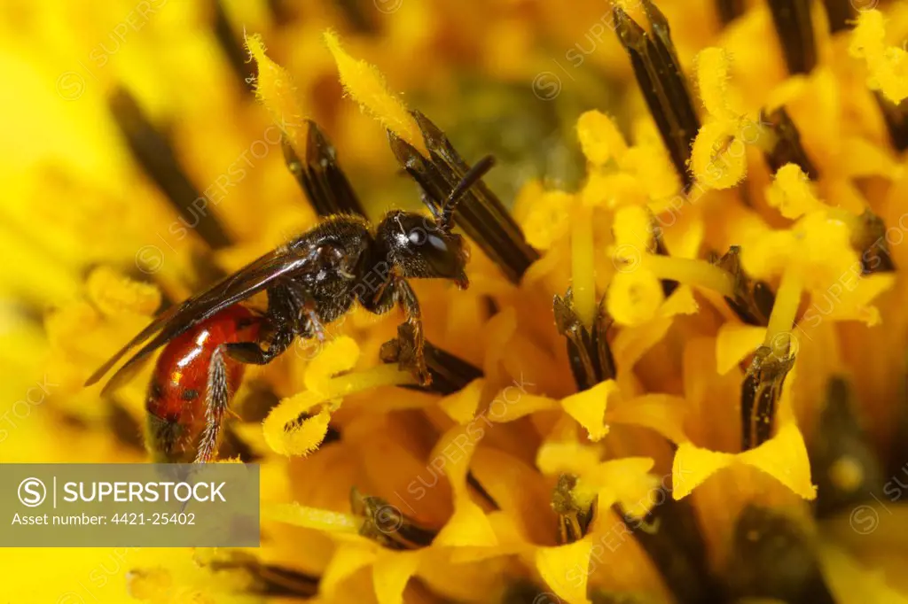Cuckoo Bee (Sphecodes geoffrellus) adult female, feeding on Sunflower (Helianthus sp.) flower in garden, Powys, Wales, august