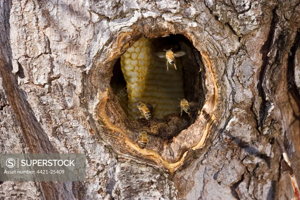 Western Honey Bee (Apis mellifera) four adults, in flight, at entrance to hive in hole of honey locust tree trunk, U.S.A.