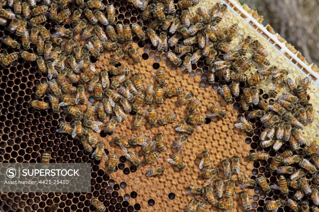 Western Honey Bee (Apis mellifera) adults, on frame of honeycomb in hive, Lancashire, England, may
