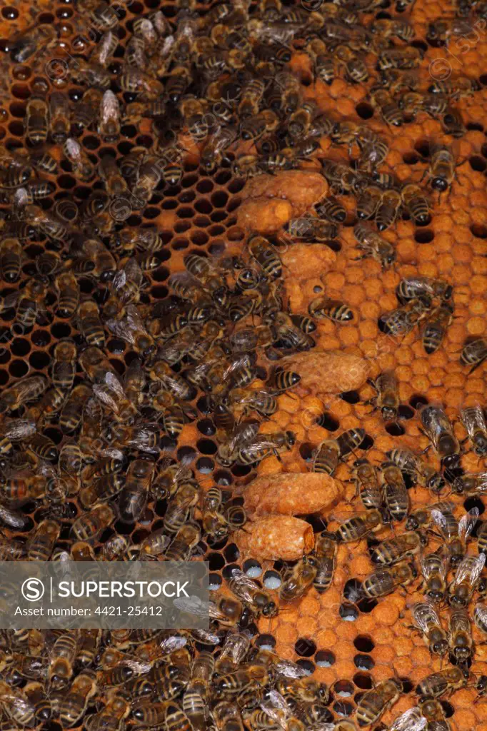 Western Honey Bee (Apis mellifera) close-up of comb from hive, with workers and some queen cells, Shropshire, England, may