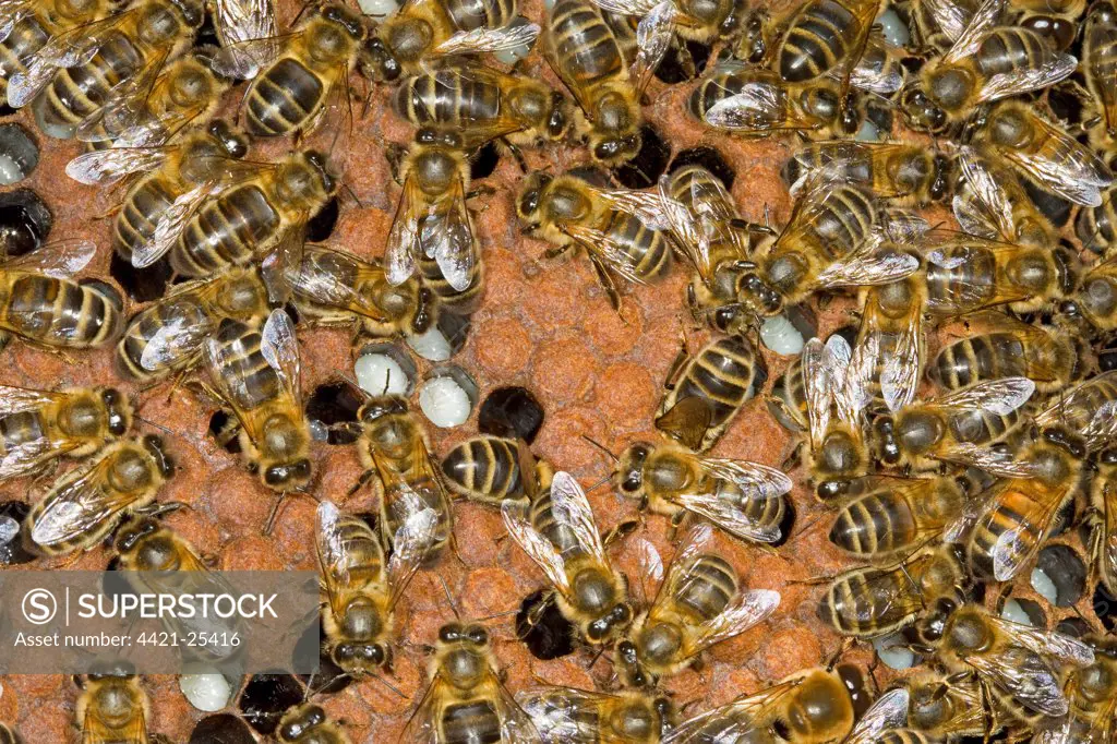 Western Honey Bee (Apis mellifera) female workers, on brood comb inside hive, Norfolk, England, july