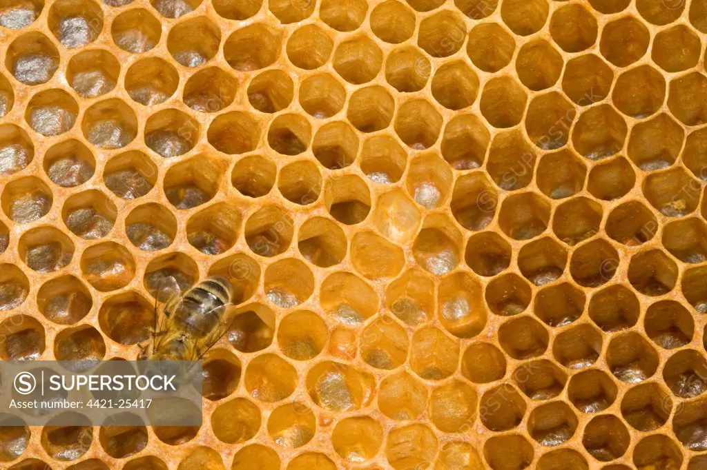 Western Honey Bee (Apis mellifera) female worker, on comb with honey inside hive, Norfolk, England, july