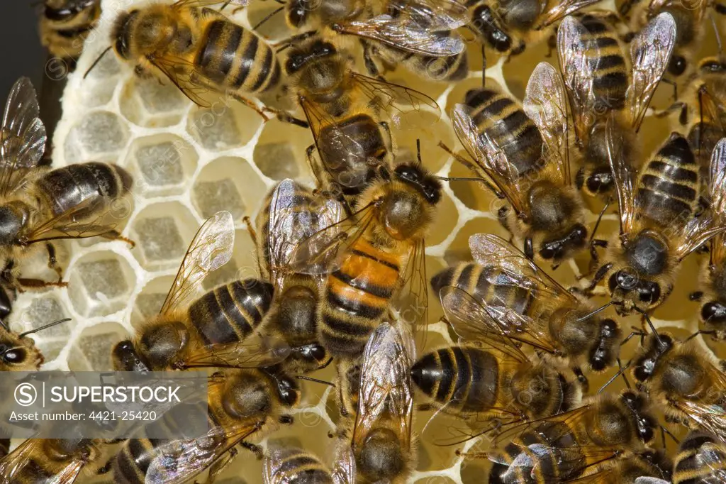 Western Honey Bee (Apis mellifera) queen with female workers, on comb inside hive, Norfolk, England, july