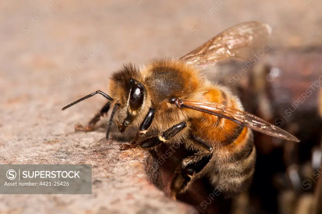Western Honey Bee (Apis mellifera) worker, leaving nest to go foraging, nesting in Thames Water hydrant chamber, extremely unusual behaviour as honey bees don't nest underground because of risk of flooding, Crossness Nature Reserve, Bexley, Kent, England, june