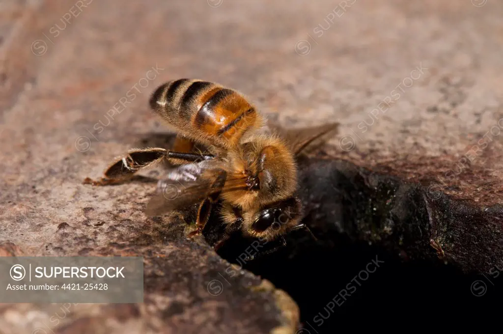 Western Honey Bee (Apis mellifera) worker, returning to nest after foraging, nesting in Thames Water hydrant chamber, extremely unusual behaviour as honey bees don't nest underground because of risk of flooding, Crossness Nature Reserve, Bexley, Kent, England, july