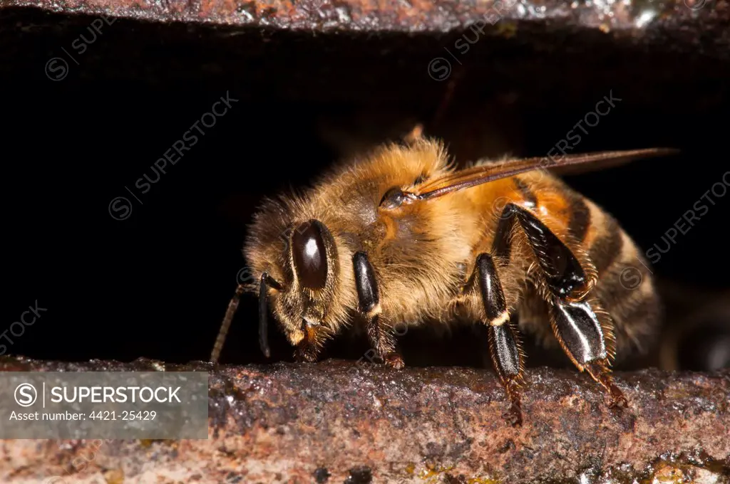Western Honey Bee (Apis mellifera) guard worker, guarding nest entrance, nesting in Thames Water hydrant chamber, extremely unusual behaviour as honey bees don't nest underground because of risk of flooding, Crossness Nature Reserve, Bexley, Kent, England, july
