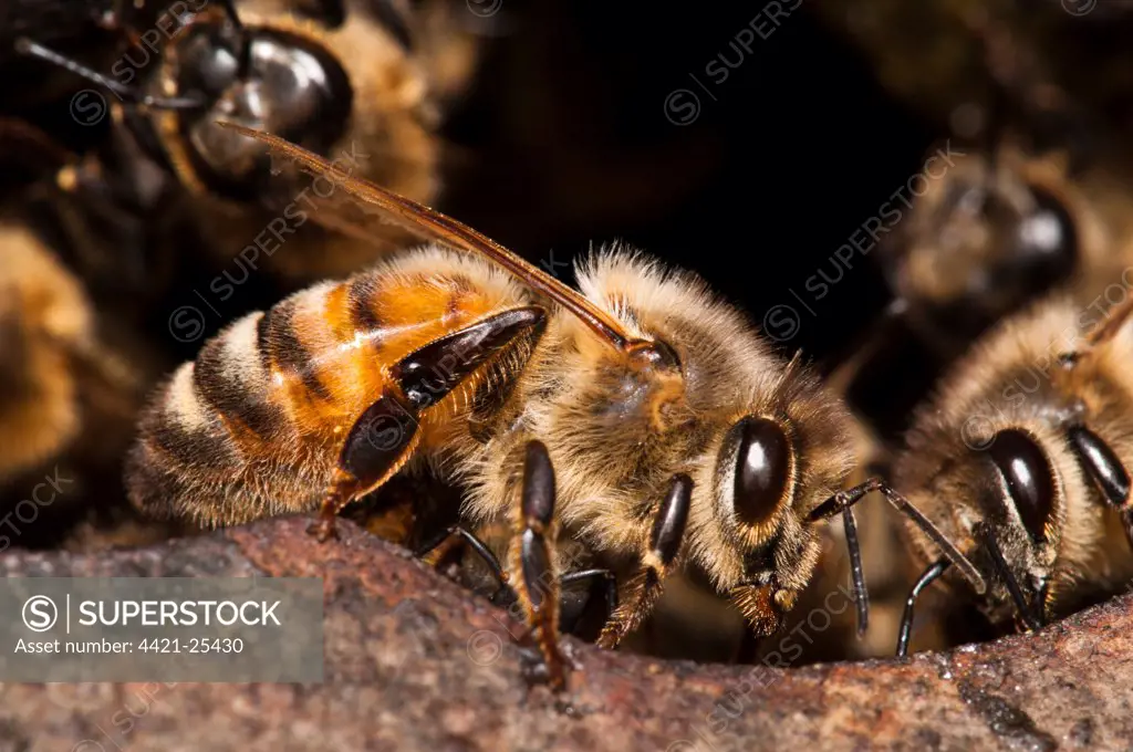 Western Honey Bee (Apis mellifera) guard workers, guarding nest entrance, nesting in Thames Water hydrant chamber, extremely unusual behaviour as honey bees don't nest underground because of risk of flooding, Crossness Nature Reserve, Bexley, Kent, England, july